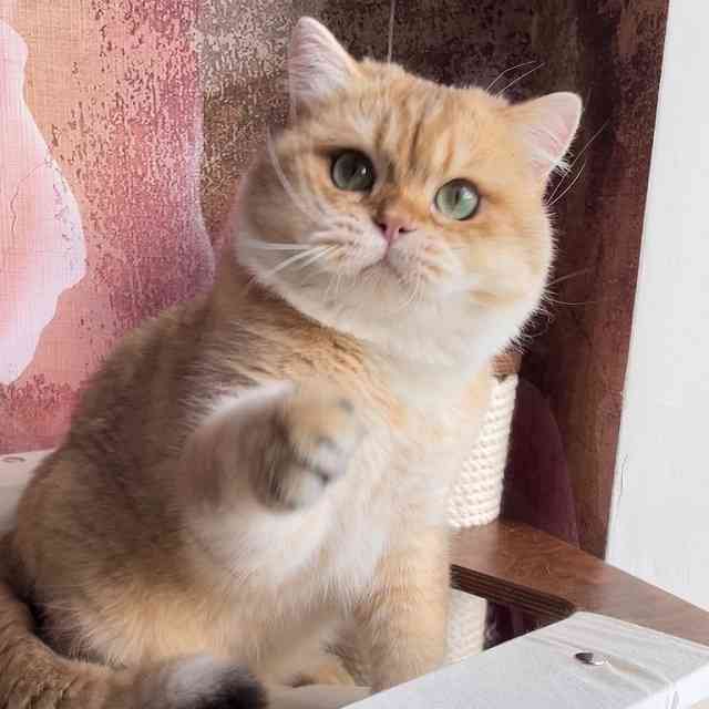 Монопородные питомники - LukeL - Фото 3