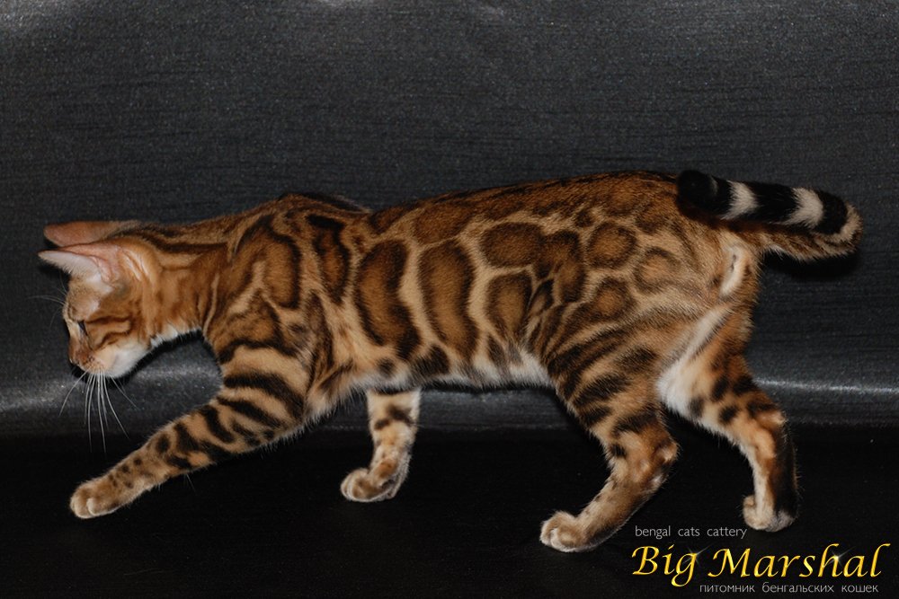 Монопородные питомники - Big Marshal - Фото 4