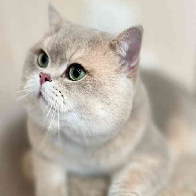 Монопородные питомники - LukeL - Фото 2