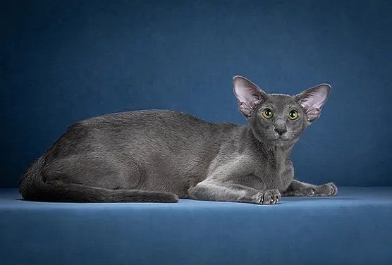 Монопородные питомники - Deity*RU - Фото 4