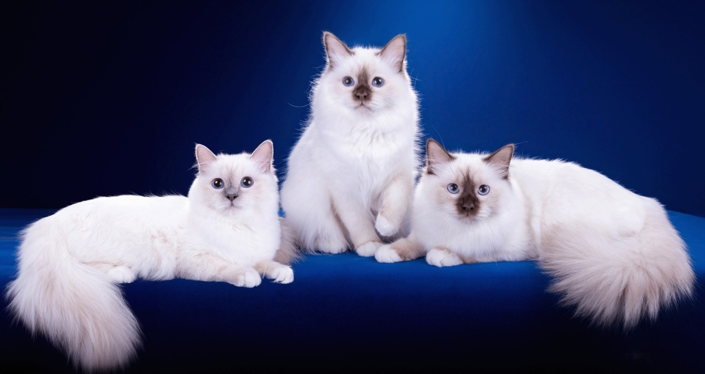 Питомник кошек - Zelener line - Обложка