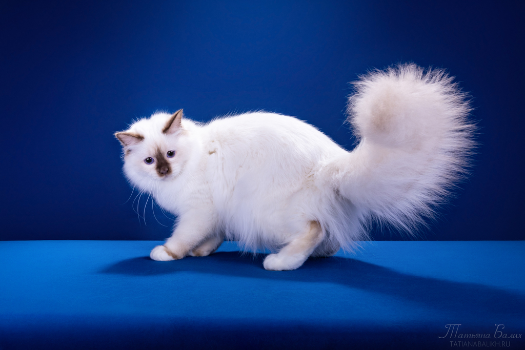 Монопородные питомники - Zelener line - Фото 2