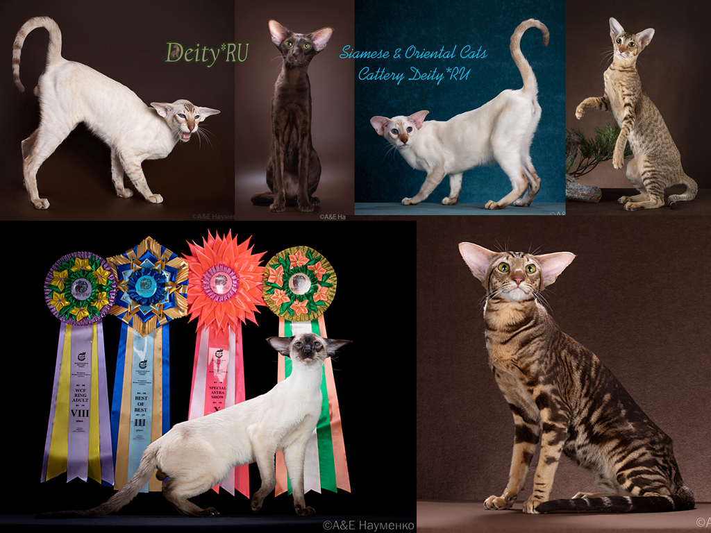 Питомник кошек - Deity*RU - Обложка