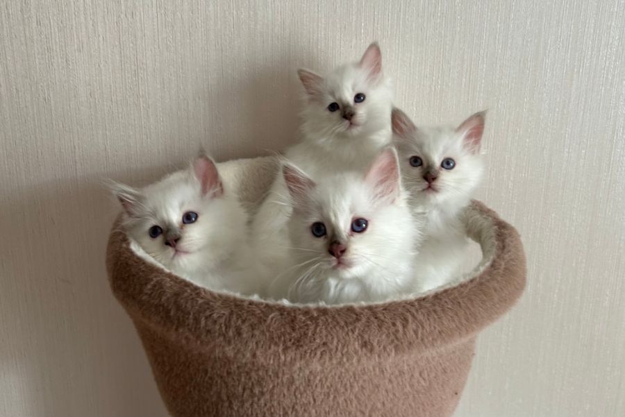 Монопородные питомники - Zelener line - Фото 5