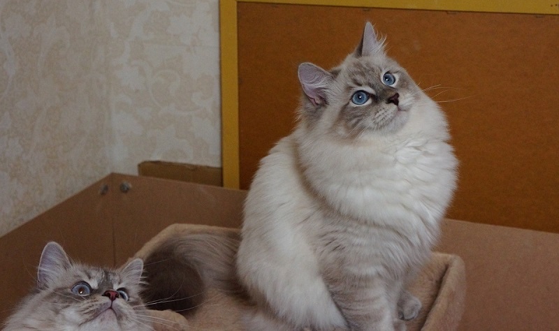 Третья обложка