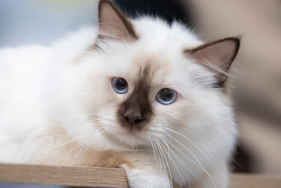 Монопородные питомники - Zelener line - Фото 3