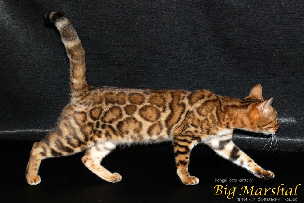 Монопородные питомники - Big Marshal - Фото 3