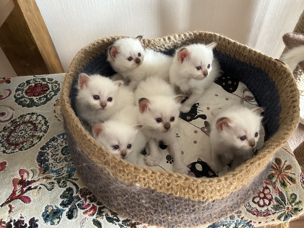 Монопородные питомники - Zelener line - Фото 4