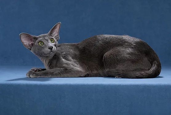 Монопородные питомники - Deity*RU - Фото 5