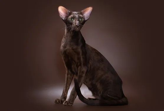 Монопородные питомники - Deity*RU - Фото 3