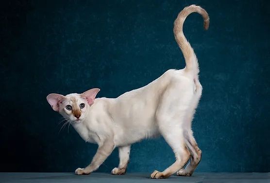 Монопородные питомники - Deity*RU - Фото 2