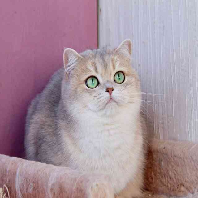 Монопородные питомники - LukeL - Фото 4