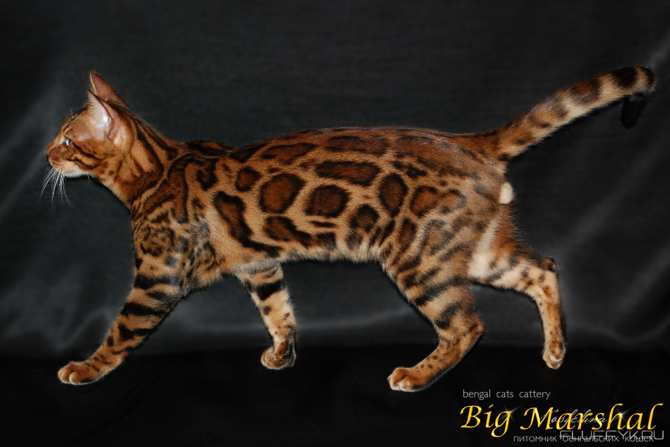 Монопородные питомники - Big Marshal - Фото 2