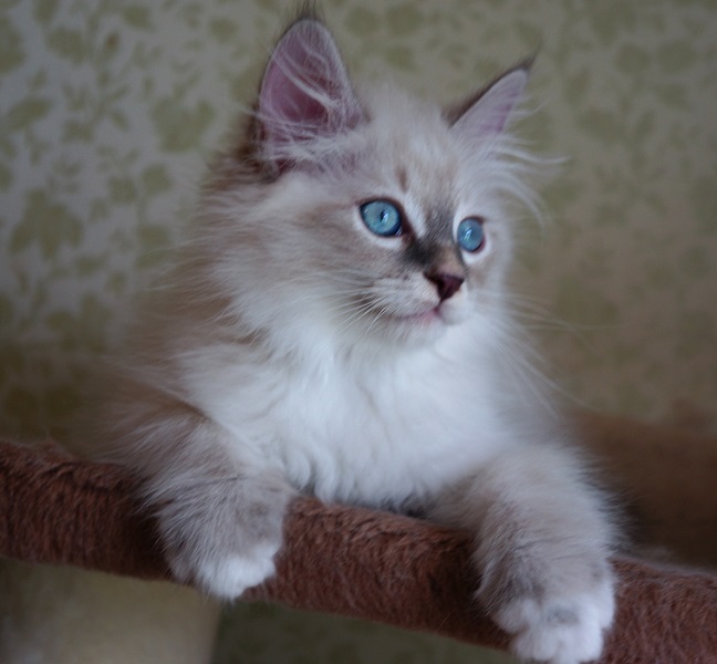 Четвёртая обложка