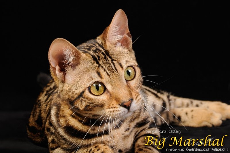 Монопородные питомники - Big Marshal - Фото 5