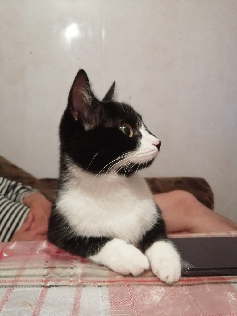 Люся - Имена для девочек - Клички для котов и кошек