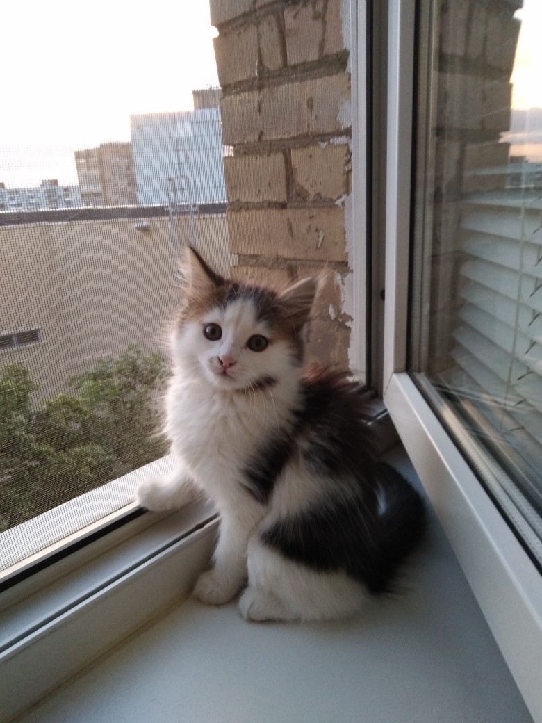 Майя - Имена для девочек - Клички для котов и кошек