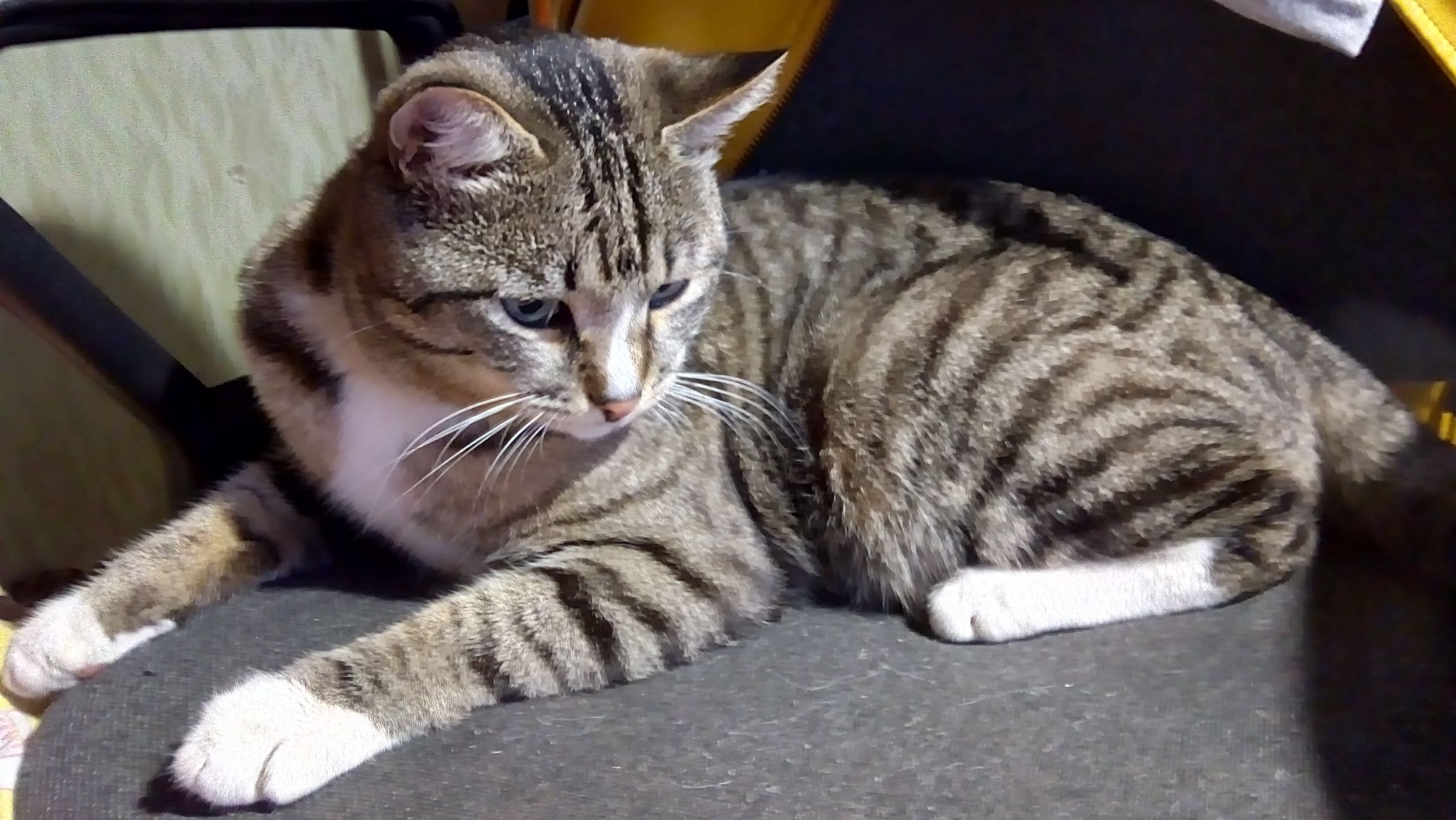 Сеня - Имена для мальчиков - Клички для котов и кошек