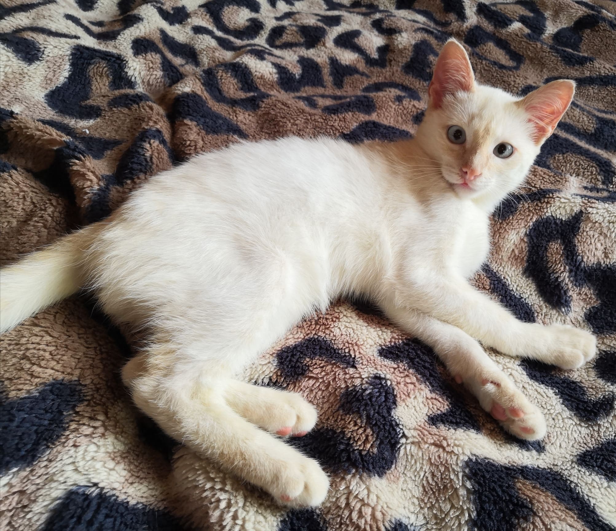 Айс - Имена для мальчиков - Клички для котов и кошек