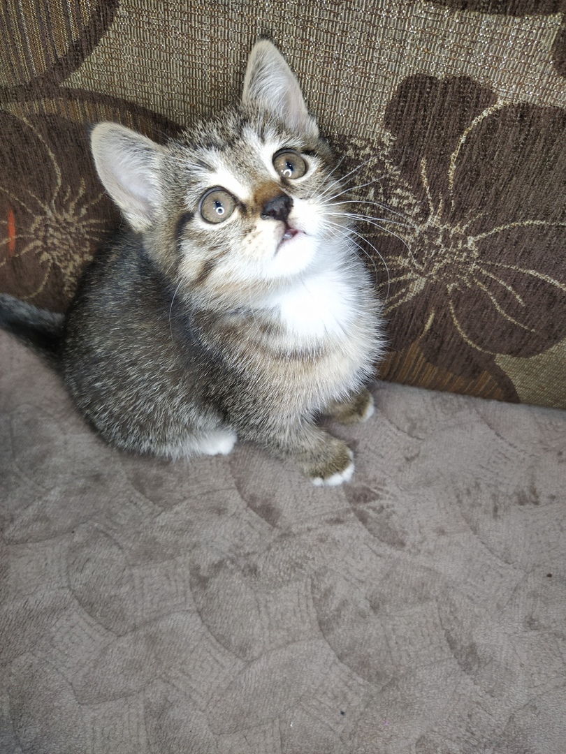 Окси - Имена для девочек - Клички для котов и кошек