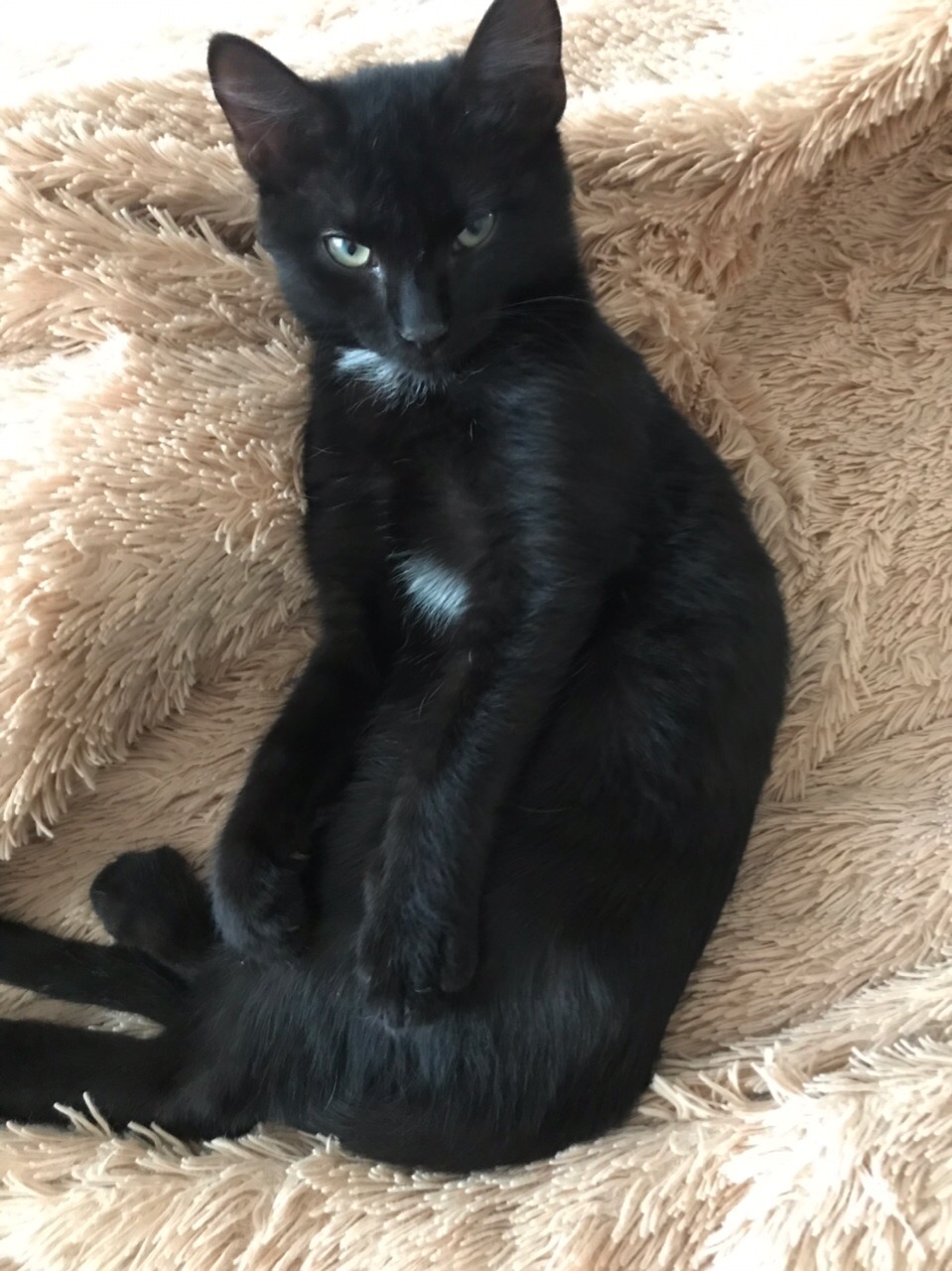 Маркиз - Имена для мальчиков - Клички для котов и кошек