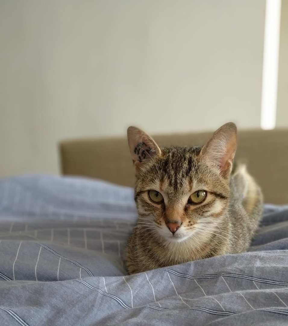 Куки - Имена для девочек - Клички для котов и кошек