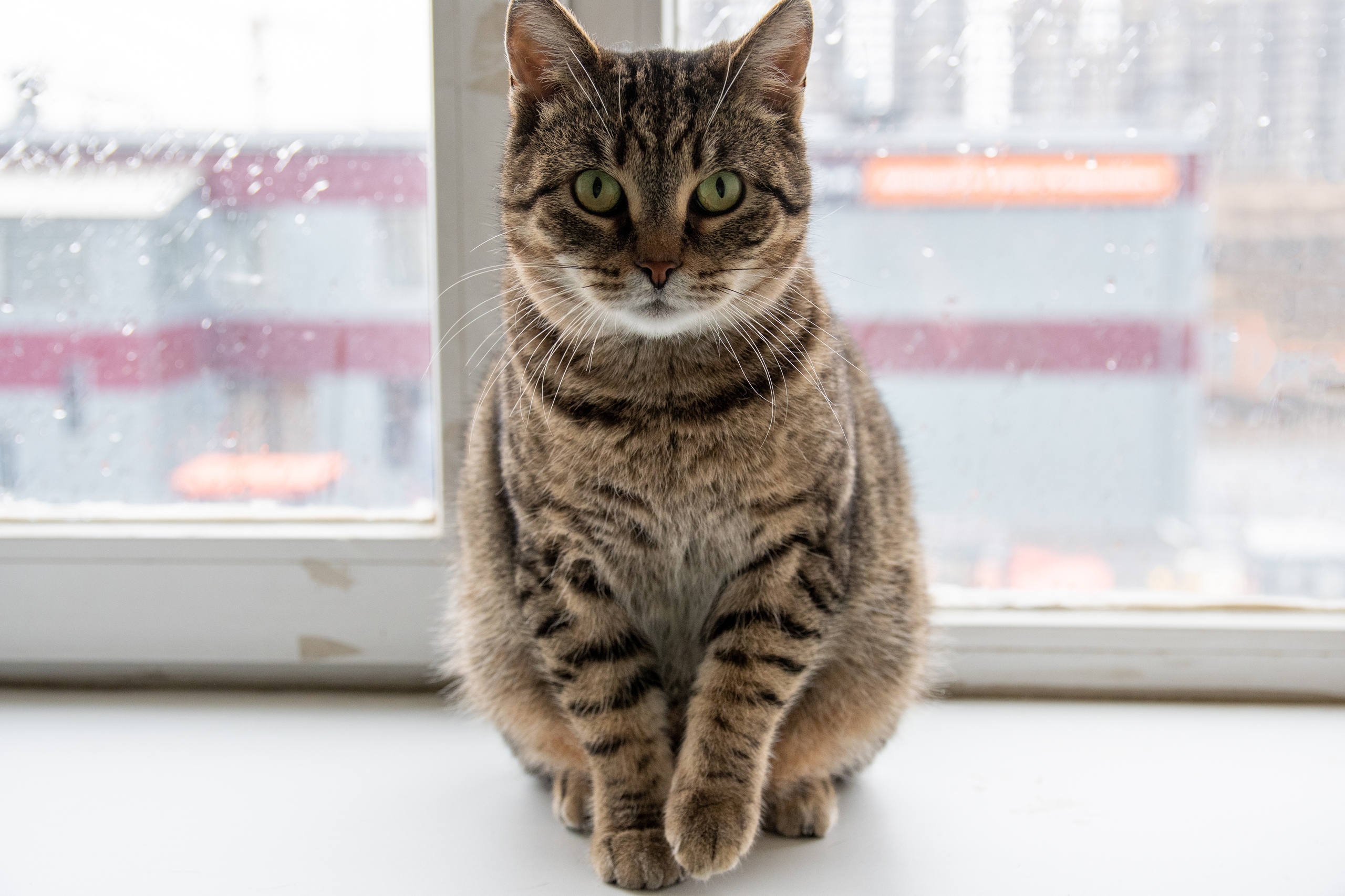 Дана - Имена для девочек - Клички для котов и кошек