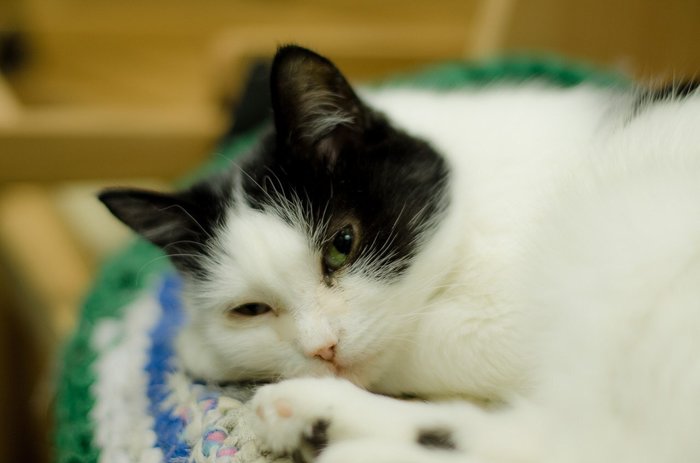 Ханна - Имена для девочек - Клички для котов и кошек