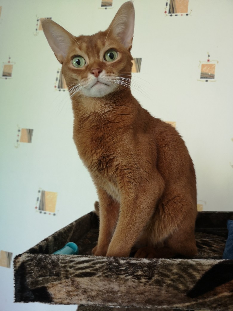 Персик - Имена для мальчиков - Клички для котов и кошек