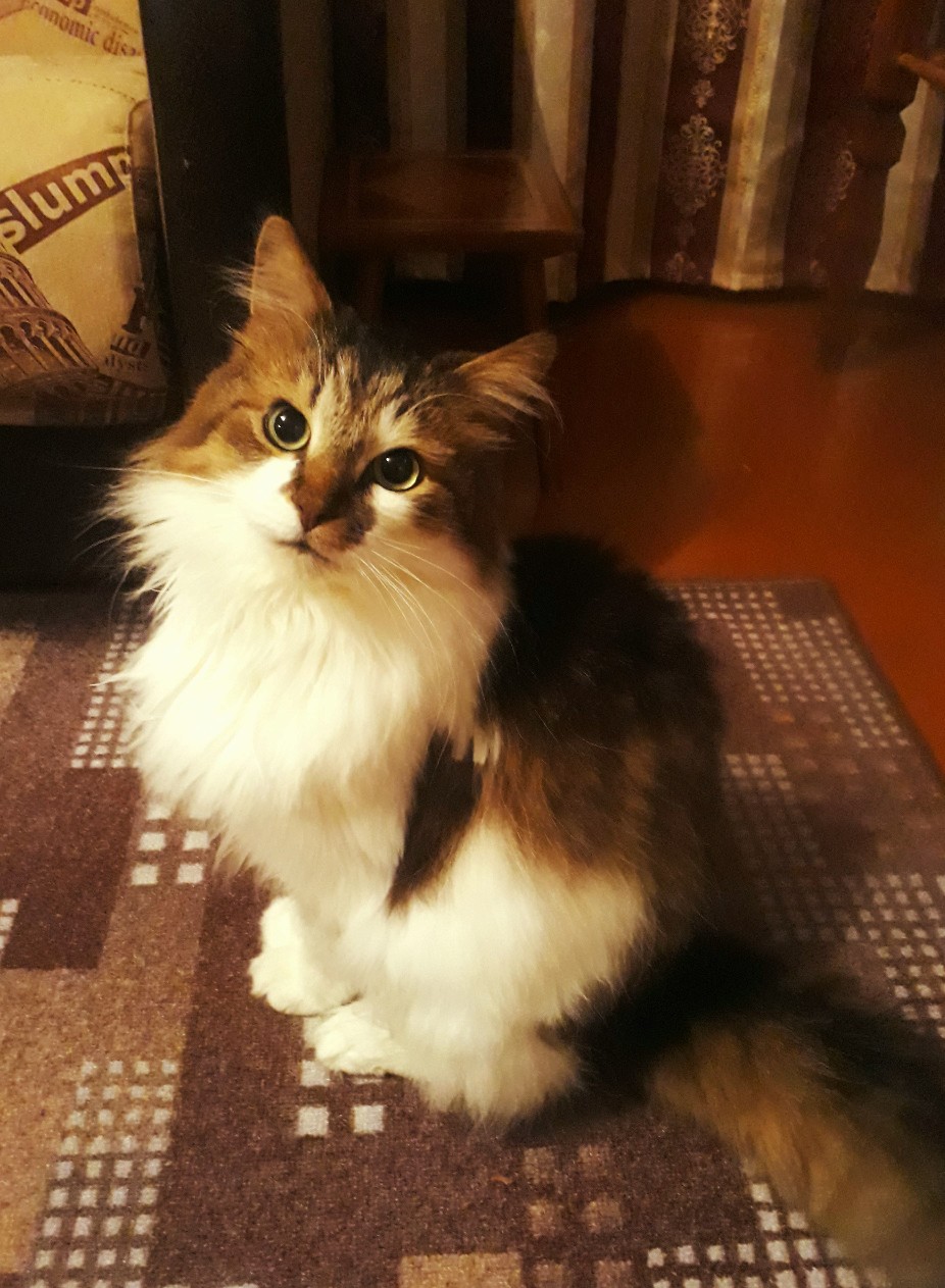 Пуша - Имена для девочек - Клички для котов и кошек