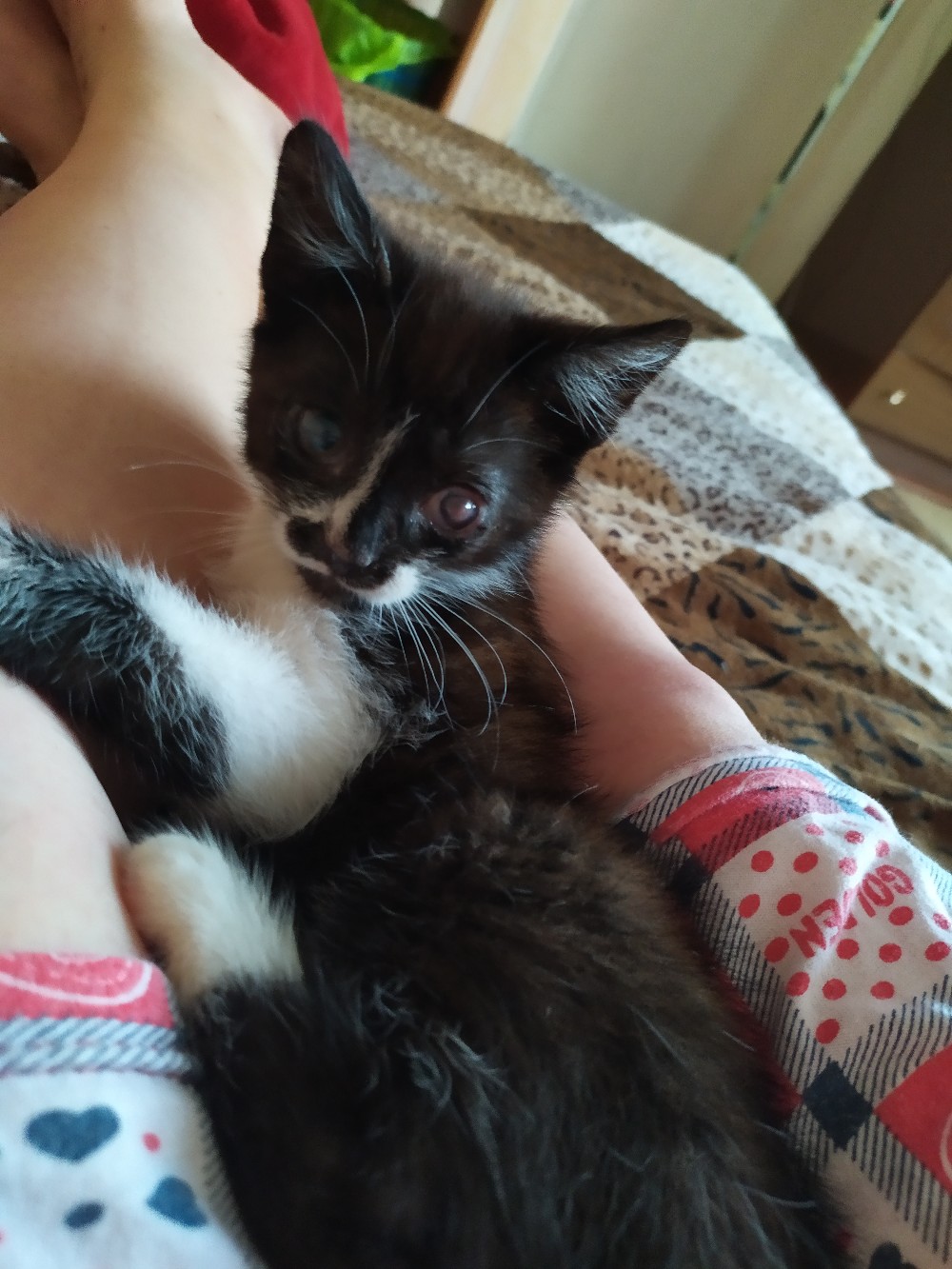 Пират - Имена для мальчиков - Клички для котов и кошек