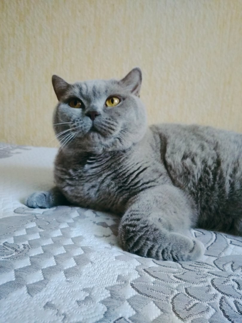 Ася - Имена для девочек - Клички для котов и кошек