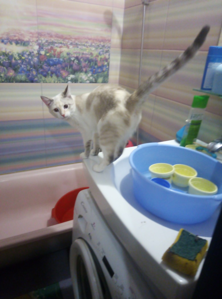 Понка - Имена для девочек - Клички для котов и кошек