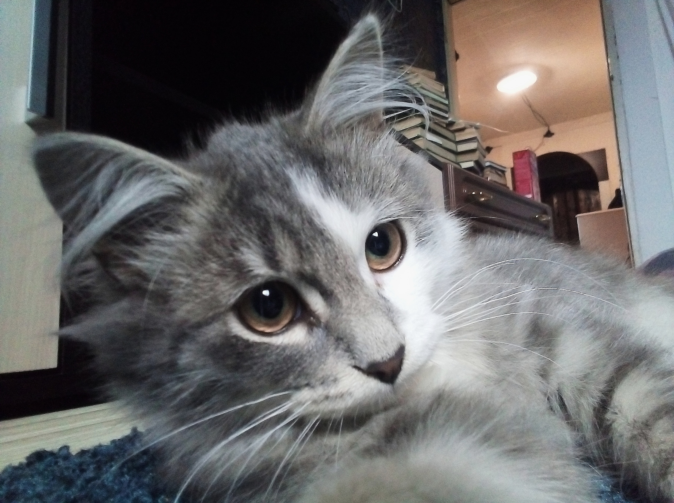 Рая - Имена для девочек - Клички для котов и кошек