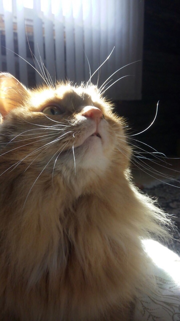 Тимоша - Имена для мальчиков - Клички для котов и кошек