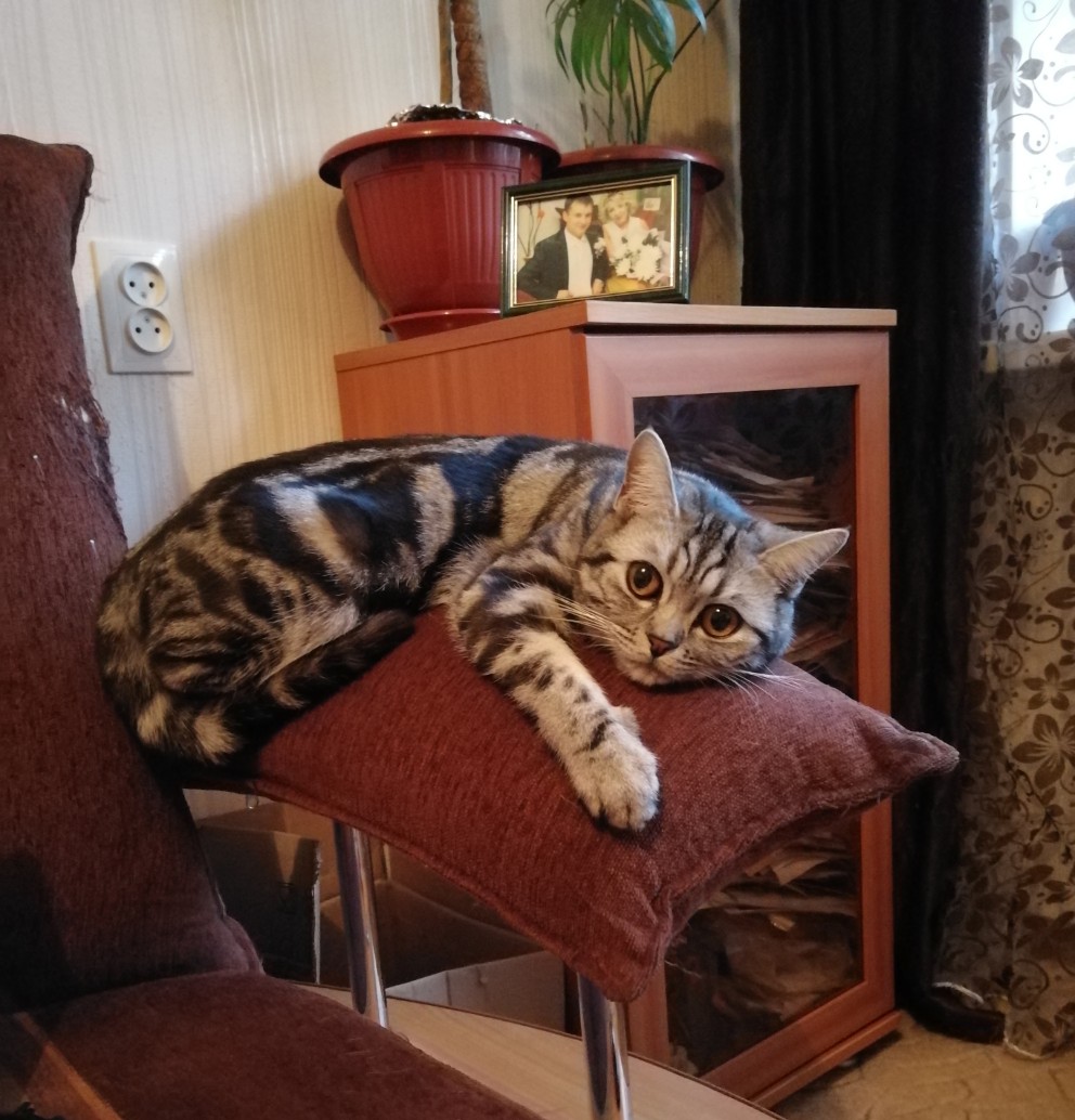 Зося - Имена для девочек - Клички для котов и кошек