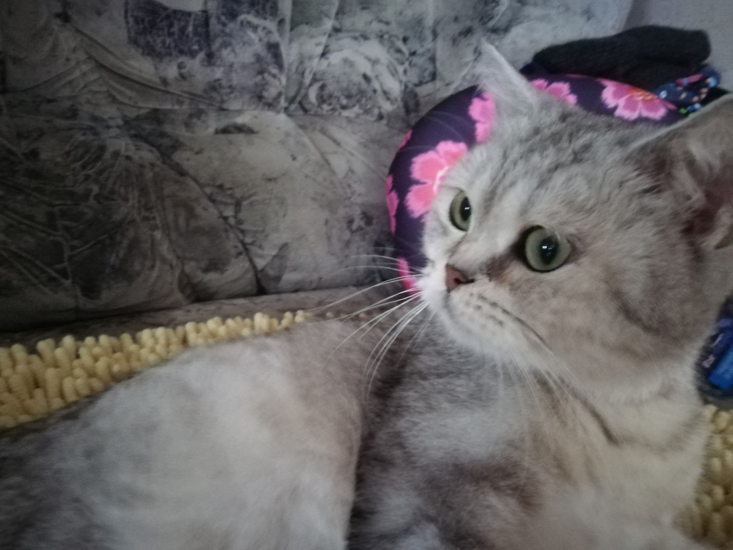 Муся - Имена для девочек - Клички для котов и кошек