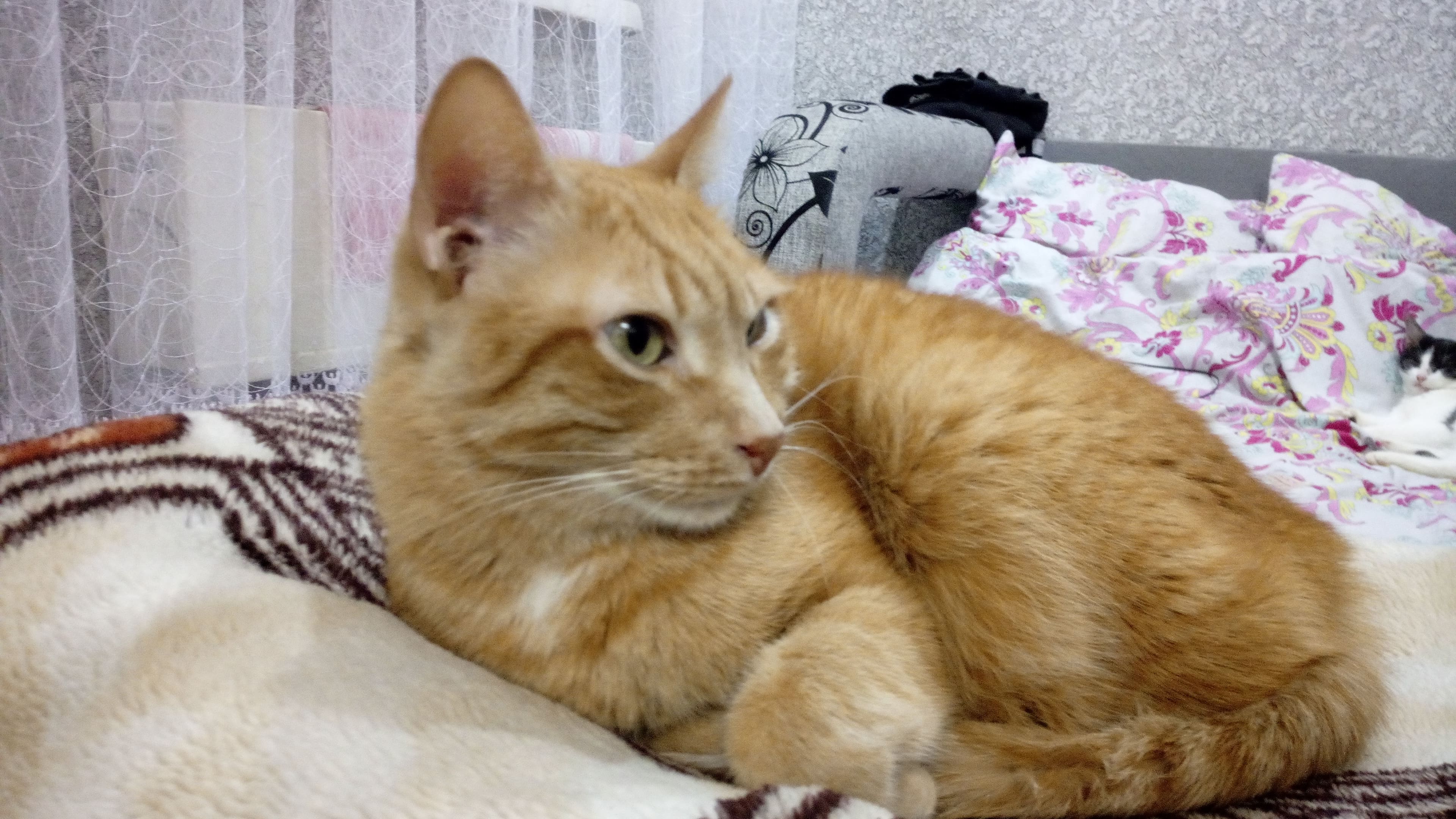 Мелкаш - Имена для мальчиков - Клички для котов и кошек