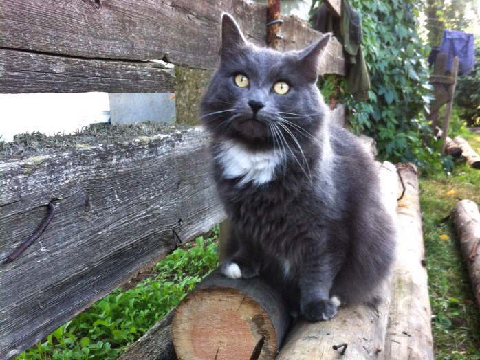 Гоша - Имена для мальчиков - Клички для котов и кошек