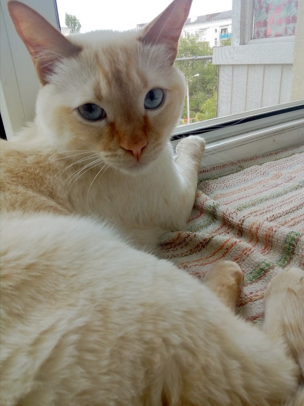 Тимон - Имена для мальчиков - Клички для котов и кошек