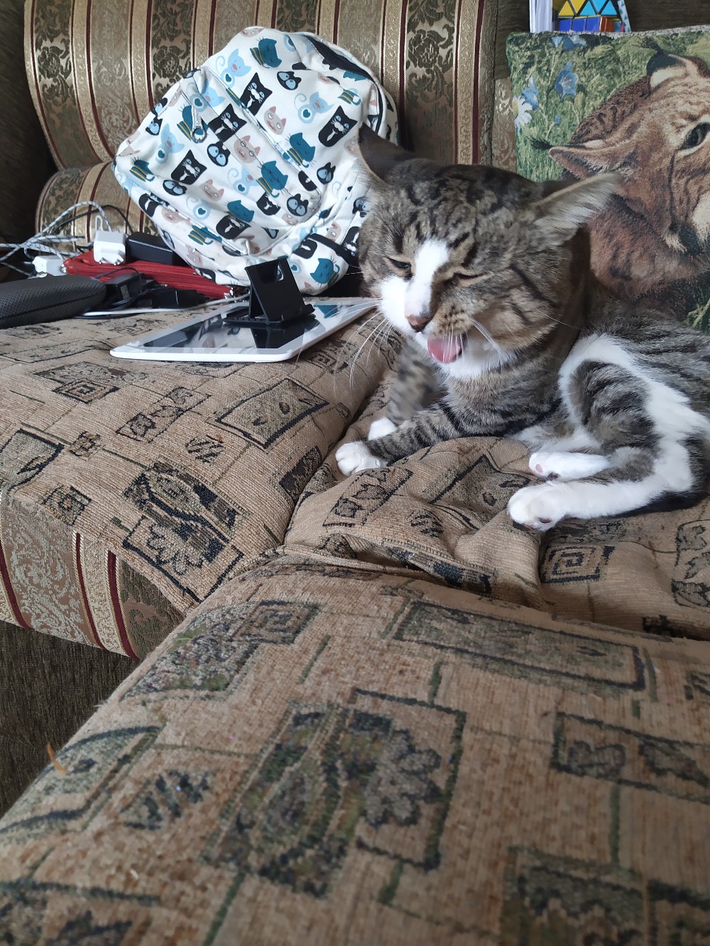 Мотя - Имена для мальчиков - Клички для котов и кошек