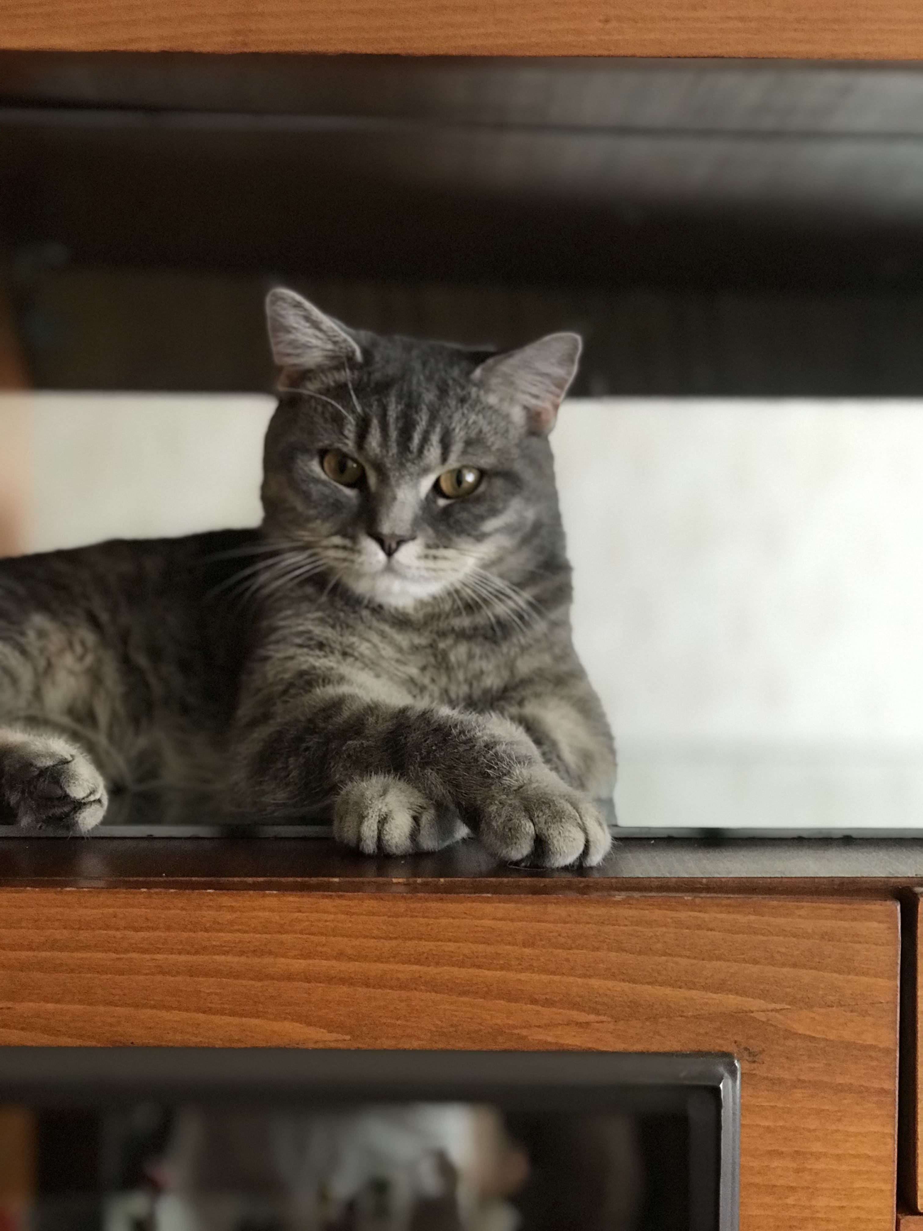 Бальдр - Имена для мальчиков - Клички для котов и кошек