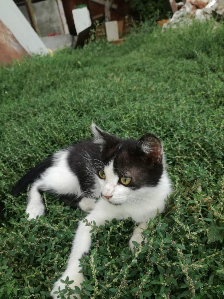 Маня - Имена для девочек - Клички для котов и кошек