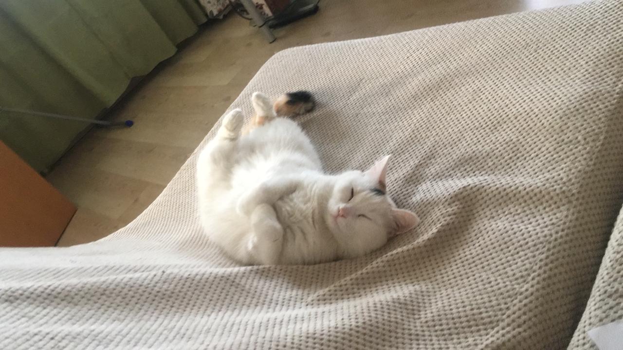 Сошка - Имена для девочек - Клички для котов и кошек