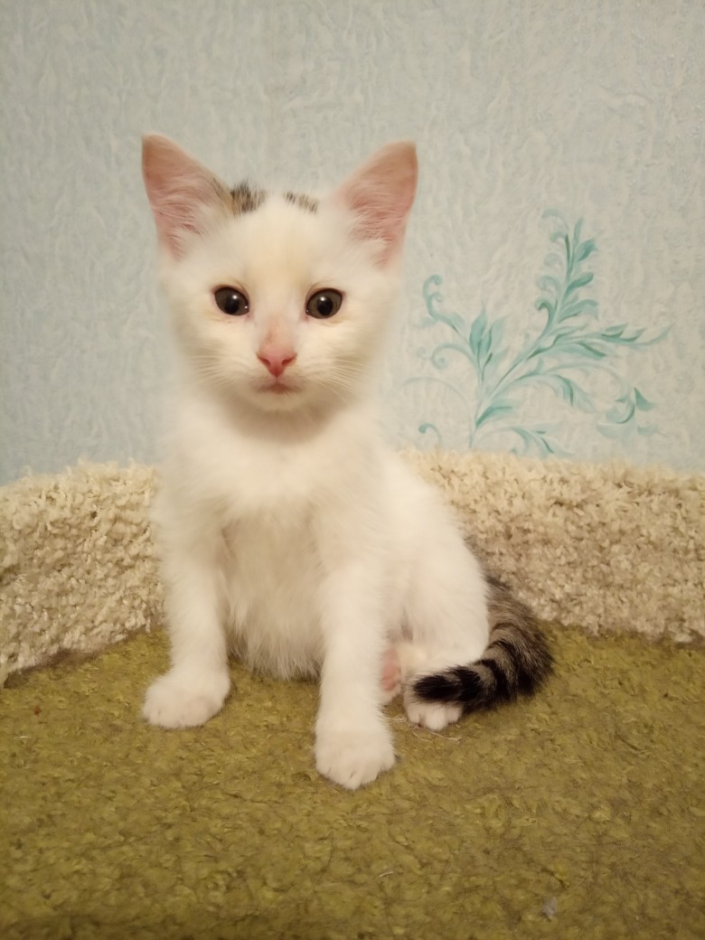 Вальжан - Имена для мальчиков - Клички для котов и кошек