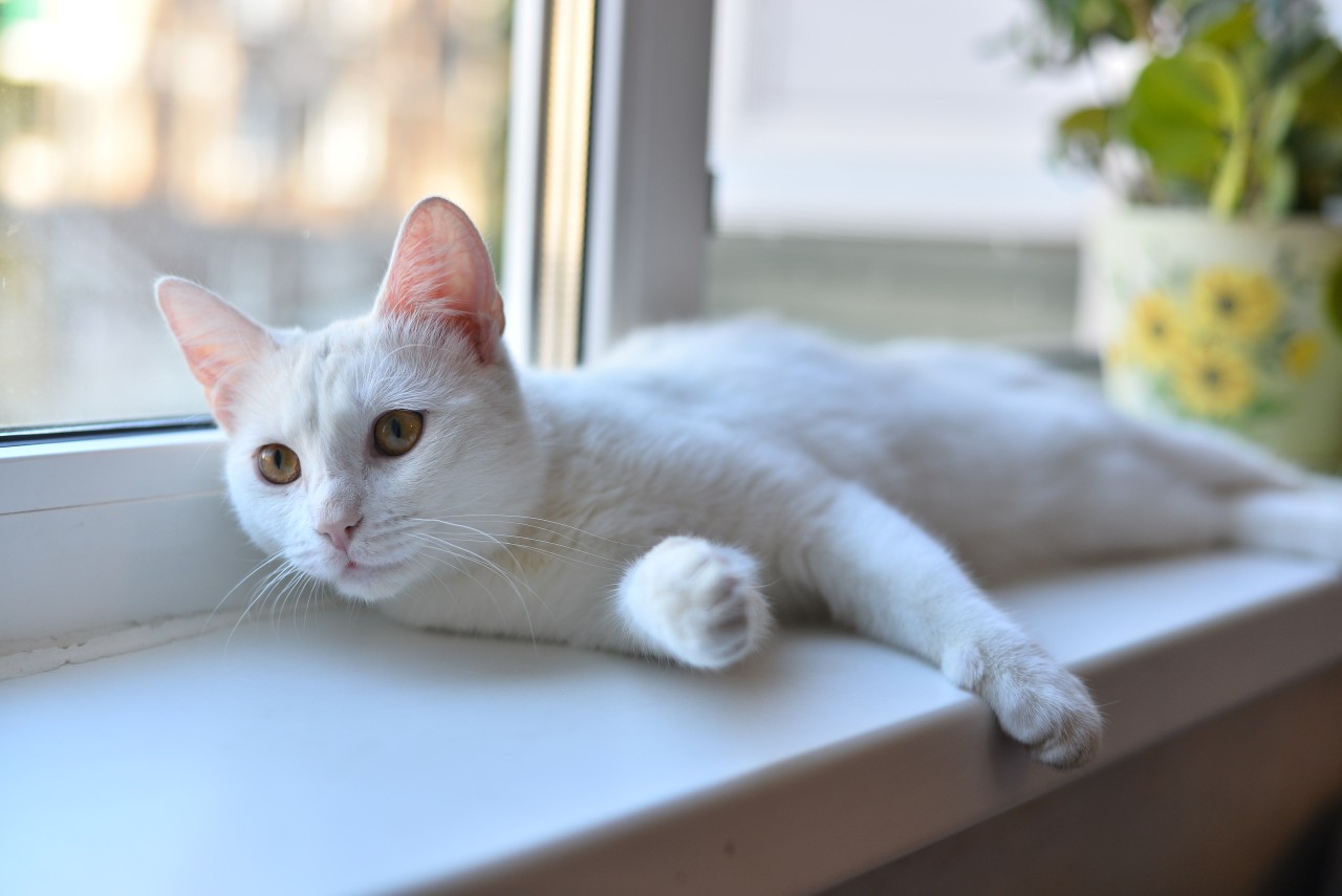 Игнат - Имена для мальчиков - Клички для котов и кошек