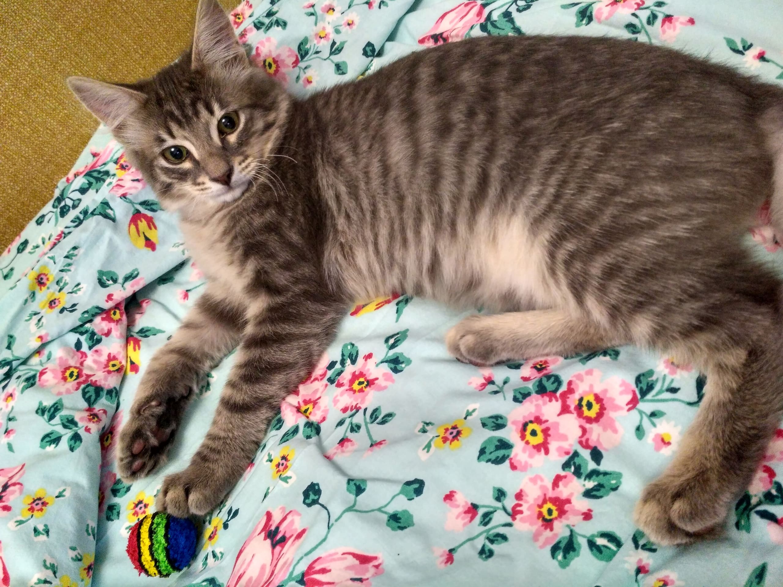 Дымок - Имена для мальчиков - Клички для котов и кошек