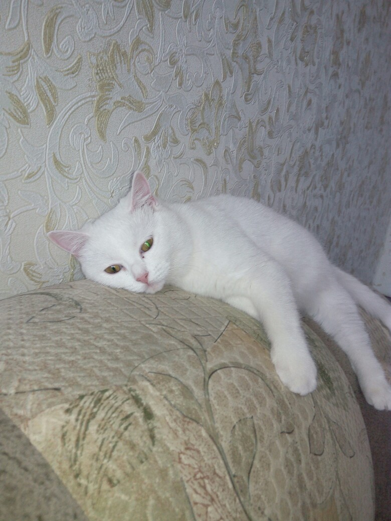 Буся - Имена для девочек - Клички для котов и кошек