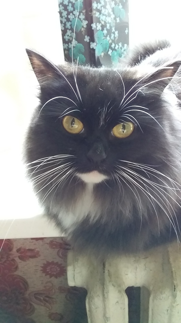 Мэг - Имена для девочек - Клички для котов и кошек