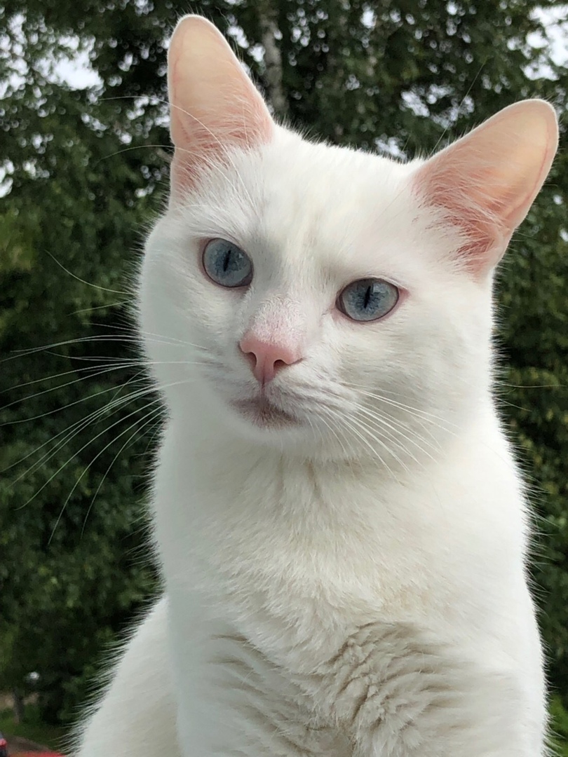 Малыш - Имена для мальчиков - Клички для котов и кошек